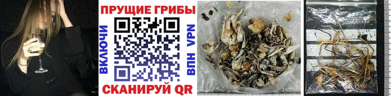 сколько стоит  Торопец  Псилоцибиновые грибы MAGIC MUSHROOMS 